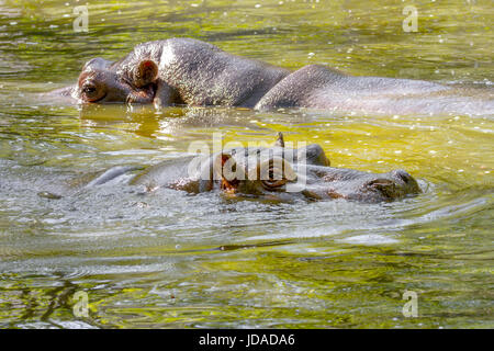 Bild von zwei großen Säugetier eines wilden Tieres, Nilpferd im Wasser Stockfoto
