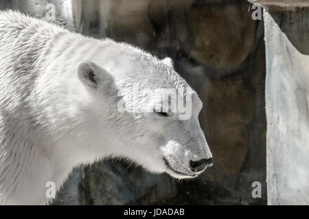 Bild einer tierischen Fang ein großer Eisbär Raubtier Stockfoto