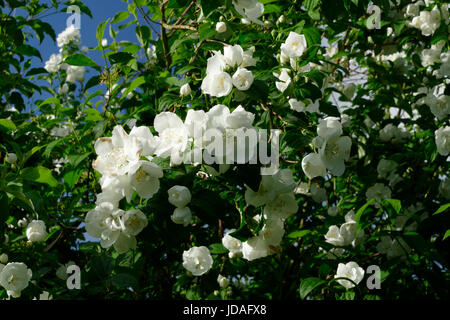 Mock-Orange Blumen (anderer Name Philadelphus Snowbelle, lateinischer Name: Philadelphus). Suzannes Gemüsegarten, Le Pas, Mayenne, Frankreich. Stockfoto