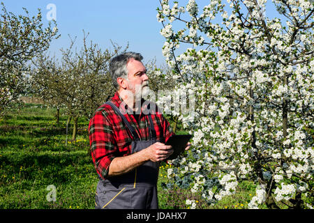 Landwirt analysiert Blume Cherry Orchard und mit einem Tablettgerät. Stockfoto