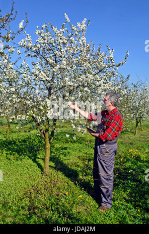 Landwirt analysiert Blume Cherry Orchard und mit einem Tablettgerät. Stockfoto