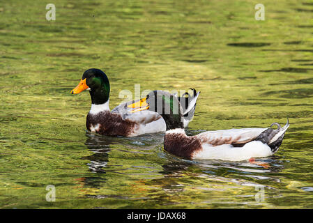Zwei wunderschöne männliche Enten schwimmen im See Stockfoto