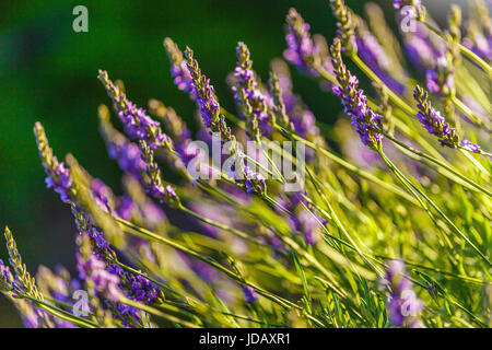 Blühender Lavendelfeld Lavendel im Sonnenlicht Stockfoto