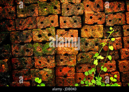 alten roten Backsteinmauer mit Gras- und Moos gewachsen Stockfoto