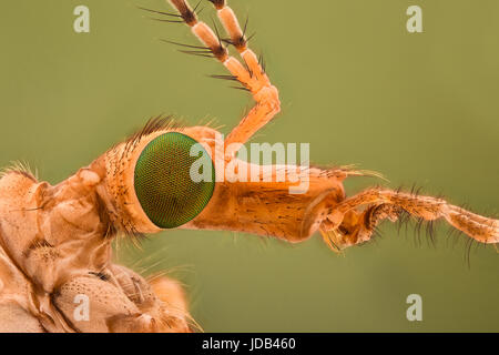 Extreme Vergrößerung - Crane Fly Kopf Stockfoto