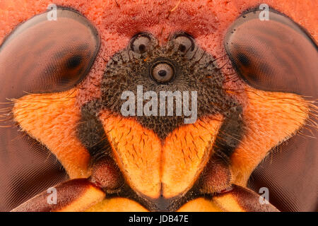 Extreme Vergrößerung - riesige Wespe Augen Stockfoto