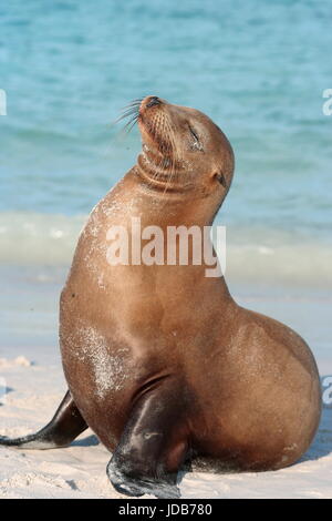 Galápagos-Seelöwen-Zalophus wollebaeki Stockfoto