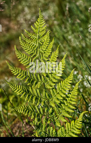 Ein Farn Blatt / Wedel Dryopteris Filix-Mas am Rande des Waldes im Frühsommer Stockfoto