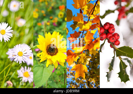Pflanzen und Blumen im Frühling, Sommer, Herbst, Winter, Foto-Collage, vier Jahreszeiten-Konzept Stockfoto