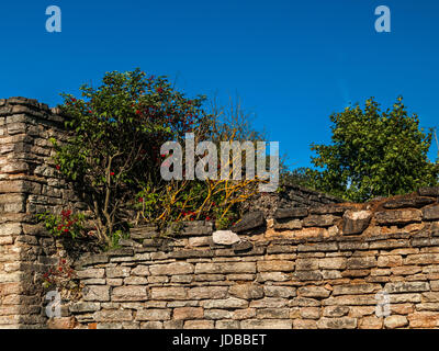 Grüne Sträucher mit roten Beeren wachsen auf der alten Mauer eines zerstörten Gebäudes im Sommer unter blauem Himmel Stockfoto