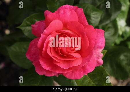 Rosa 'Champagner Cocktail"eine duftende, wiederholen Sie blühende Floribunda rose, Blüte in einer Grenze von einem englischen Garten im Juni, UK Stockfoto