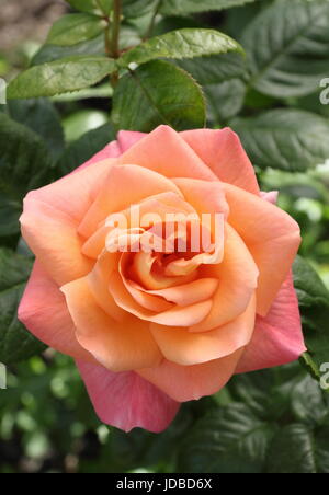 Rosa "Neues Leben" (Cocwarble) Blüte in einen englischen Garten Grenze im Sommer (Juni), UK Stockfoto