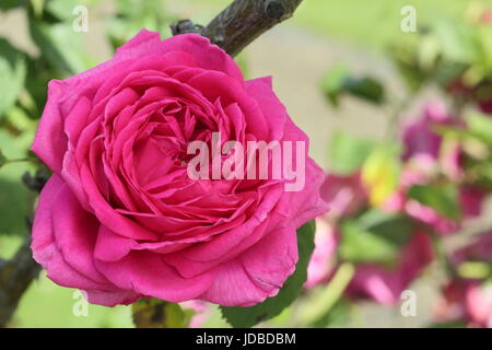 Rosa ' Madame ISAAC PEREIRE'' (Mme Isaac Pereire), duftenden, Bourbon stieg in voller Blüte, Klettern in einem englischen Garten im Sommer (Juni) Stockfoto