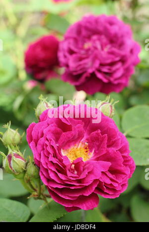 Rosa 'Gipsy Boy' Synonym Rosa 'Zigeunerknabe' und 'Zigeunerjunge', duftend, Bourbon Strauch rose, in voller Blüte in einen englischen Garten Grenze im Juni, UK Stockfoto