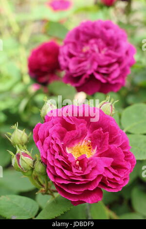 Rosa 'Gipsy Boy' Synonym Rosa 'Zigeunerknabe' und 'Zigeunerjunge', duftend, Bourbon Strauch rose, in voller Blüte in einen englischen Garten Grenze im Juni, UK Stockfoto