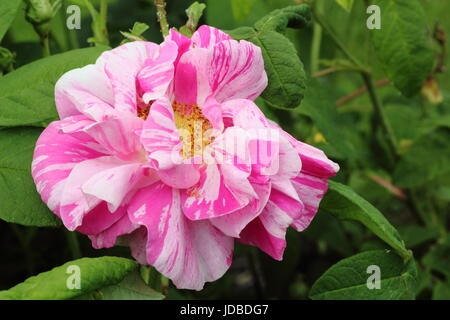 Rosa Gallica 'versicolor', auch genannt "Rosa Mundi" und "French Rose. eine alte, duftende Strauchrose mit markanten gestreiften Blütenblätter, Blüte im Juni, UK Stockfoto