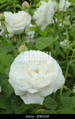 Rosa "Madame Zoetmans", eine alte Sorte, aromatisch, Damaszener rose, in voller Blüte in einem englischen Garten im Juni, UK Stockfoto