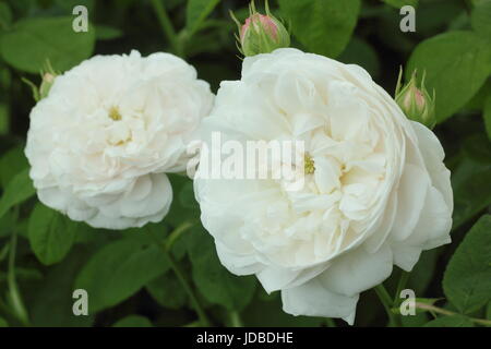 Rosa "Madame Zoetmans", eine alte Sorte, aromatisch, Damaszener rose, in voller Blüte in einem englischen Garten im Juni, UK Stockfoto