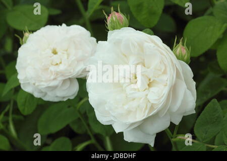 Rosa "Madame Zoetmans", eine alte Sorte, aromatisch, Damaszener rose, in voller Blüte in einem englischen Garten im Juni, UK Stockfoto