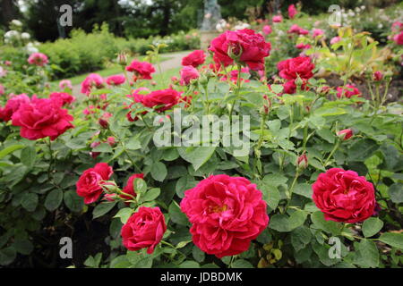 Rosa 'Prince Charles', ein Vintage rose Bourbon in voller Blüte in einer Grenze von einem englischen Garten im Juni, UK Stockfoto