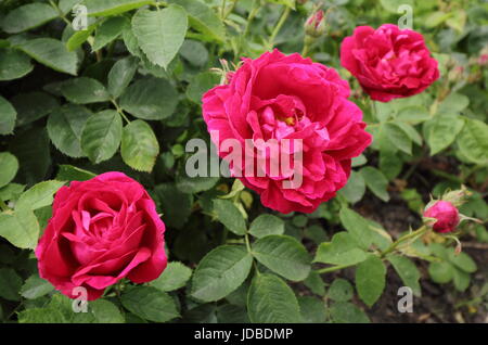 Rosa 'Prince Charles', ein Vintage rose Bourbon in voller Blüte in einer Grenze von einem englischen Garten im Juni, UK Stockfoto