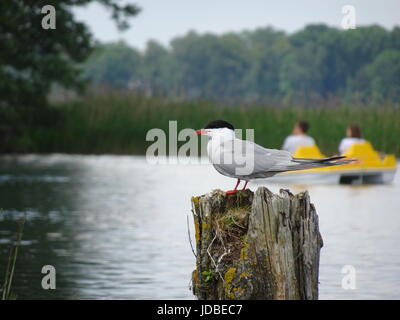 Küstenseeschwalbe (Sterna Paradisaea) sitzen auf einem hölzernen Pfeiler Stockfoto