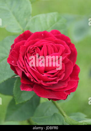 Rosa L D BRAITHWAITE, eine leuchtend rote Floribunda Rose blüht im Juni in einem englischen Garten Stockfoto