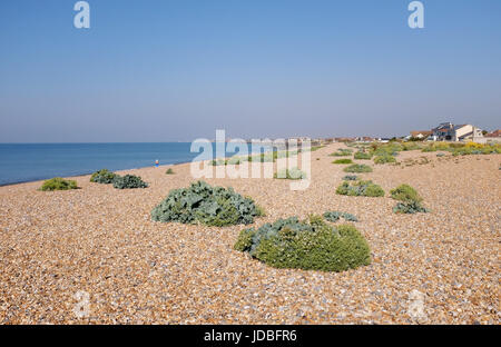 Shoreham Strand UK - Kiesstrand mit Flora und forna auf wachsende Stockfoto