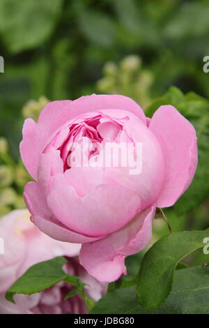 Rosa 'Charles Rennie Mackintosh"eine schöne, wiederholten Blüte Englisch stieg in voller Blüte in einem englischen Garten im Sommer (Juni), UK Stockfoto