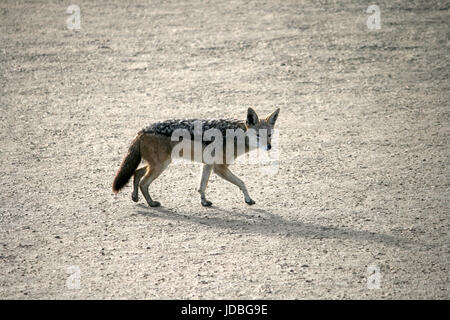 Eine wilde black-backed Jackal (Canis mesomelas) Jagd, in der Nähe von Pelican Point an der Westküste von Namibia, Afrika Stockfoto