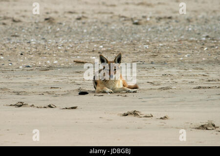 Eine wilde black-backed Jackal (Canis mesomelas) Jagd, in der Nähe von Pelican Point an der Westküste von Namibia, Afrika Stockfoto