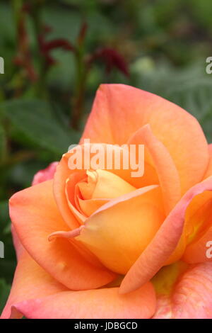 Rosa "Neues Leben" (Cocwarble) Blüte im Juni im Rahmen einer englischen Rosengarten, UK Stockfoto