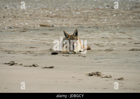 Eine wilde black-backed Jackal (Canis mesomelas) Jagd, in der Nähe von Pelican Point an der Westküste von Namibia, Afrika Stockfoto