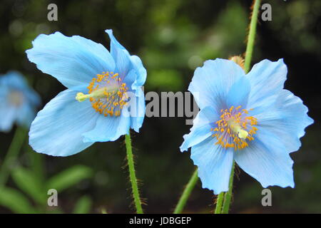 Himalaya Blue Mohn (Meconopsis 'Lingholm' Vielfalt), Blüte an einem schattigen Plätzchen in einem englischen Garten im Juni, UK Stockfoto