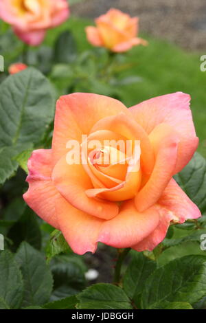 Rosa "Neues Leben" (Cocwarble) Blüte im Juni im Rahmen einer englischen Rosengarten, UK Stockfoto