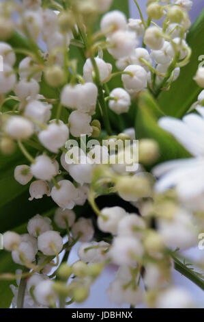 Weiße Maiglöckchen Blumen auf einem Hintergrund aus grünen Blättern Stockfoto