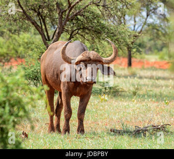 Afrikanischer Büffel im südlichen afrikanischen Savanne Stockfoto