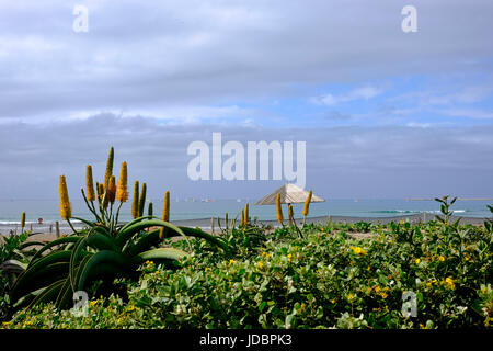 Durban, Südafrika. Aloen beginnen zu blühen entlang der Küste, während Yachten ein Morgen-Segel in den milden Frühwinter Bedingungen in Durban genießen. Stockfoto