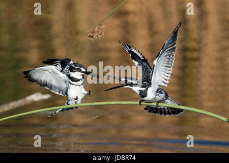 Pied Kingfisher, Intaka Island, Cape Town, Südafrika, Afrika Stockfoto