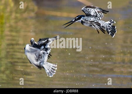 Pied Kingfisher, Intaka Island, Cape Town, Südafrika, Afrika Stockfoto