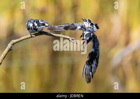 Pied Kingfisher, Intaka Island, Cape Town, Südafrika, Afrika Stockfoto