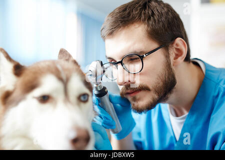 Tierarzt bei der Arbeit Stockfoto