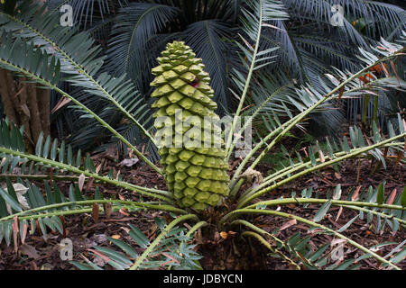 Encephalartos Laurentianus Strauch. Subtropischen Cycad immergrüne Palme wie Pflanze mit roten grünen Kegel. CYCAS. Stockfoto