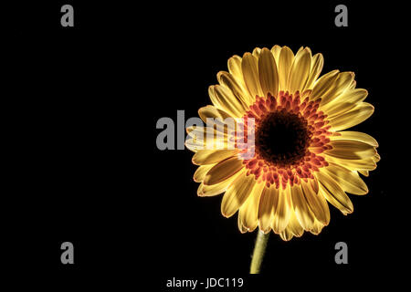 Low Key Gerbera auf einem schwarzen Hintergrund mit Textfreiraum Stockfoto