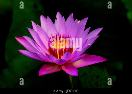 Nahaufnahme von lila gelb Lotus im Teich Stockfoto