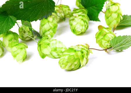 Blühende Hop mit Blättern auf weißem Hintergrund Stockfoto