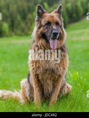 Porträt eines deutschen Sheperd weiblich Hundes liegen auf dem Rasen im Retezat-Gebirge, Rumänien Stockfoto