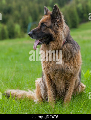 Deutsche Sheperd weiblich Hund liegend auf dem grünen Rasen In Retezat-Gebirge, Rumänien Stockfoto