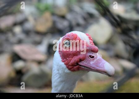 Rote Leitung Ente Stockfoto