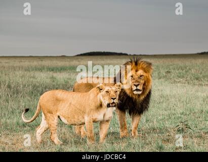 Schöne afrikanische Tierwelt Stockfoto